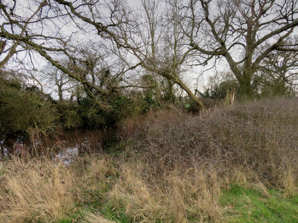 Woods in Halesworth off the Bramfield Road