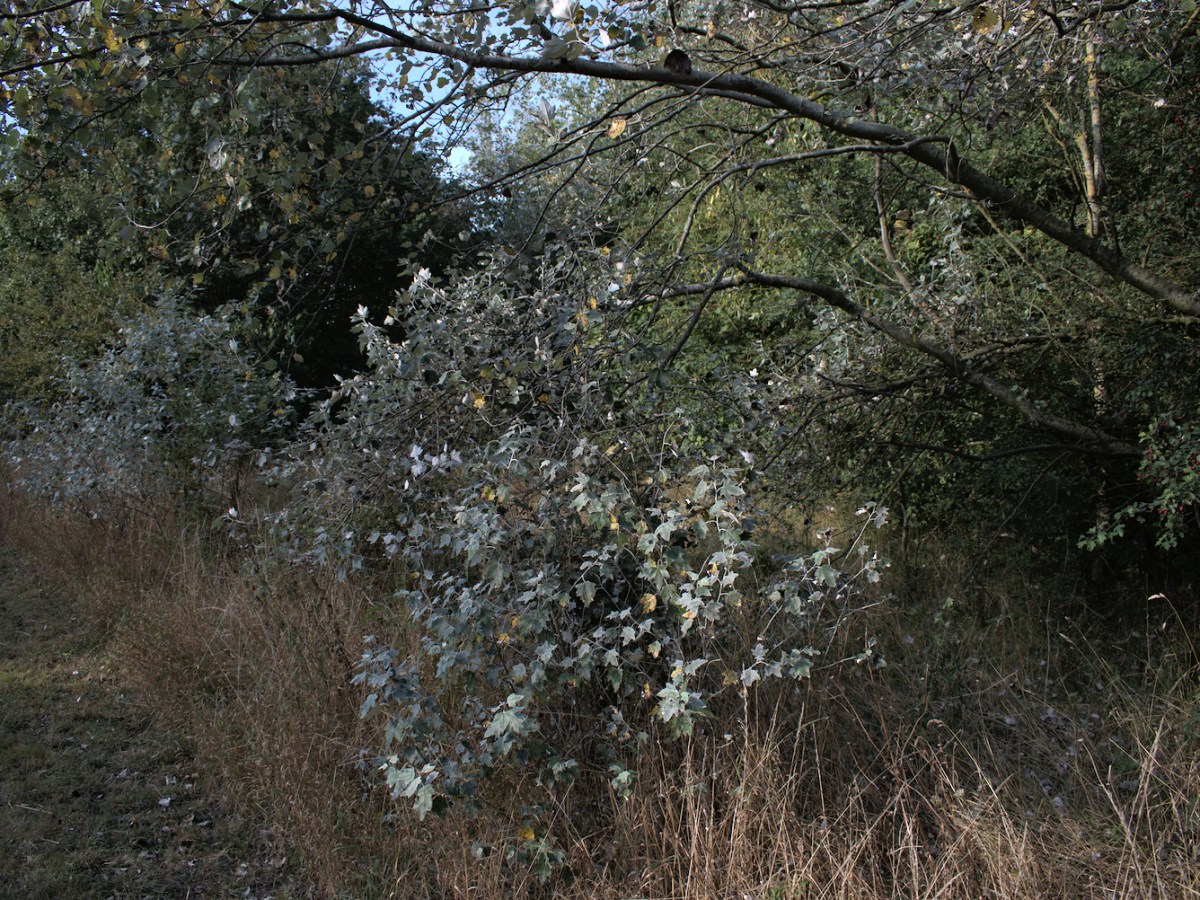 Hedgerow
